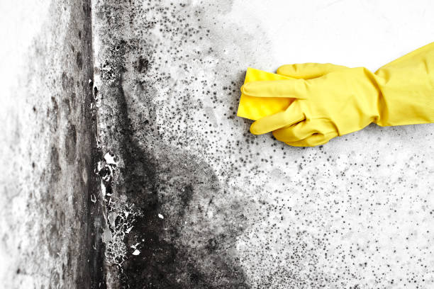 Forensic Mold Investigation in Kingsburg, CA